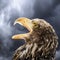 Germany, Hellenthal, Bald Eagle, close-up