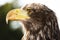 Germany, Hellenthal, Bald Eagle, close-up