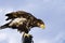 Germany, Hellenthal, Bald Eagle, close-up