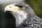 Germany, Hellenthal, Black-chested buzzard, close-up