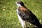 Germany, Hellenthal, Red-backed Hawk