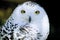 Germany, Hellenthal, Snowy Owl, close-up
