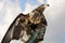 Germany, Hellenthal, White-tailed Eagle, close-up