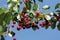 Germany,Hesse,Cherries hanging on a twig