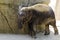 Germany, KÃ¶ln, Asian Elefant in zoo