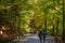 Germany, Neuschwanstein Castle, autumn, maples, forest trail, maple forest trail