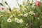 Germany, North Rhine-Westphalia, Chamomile and poppies, wildflowers