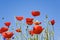 Germany, Poppies, blue sky, copy space