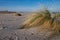 Germany, Schleswig-Holstein, beach grass, latin name Ammophila arenaria, at the beach of hohwacht
