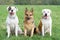 Germany shepherd and two American bulldogs