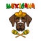 Germgan wirehaired pointer. Sombrero, maracas. Drahthaar. Hunting dog. Vector illustration.