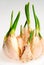 Germinate garlic