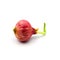 Germinate onion red isolated on the white background