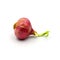 Germinate onion red isolated on the white background