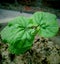 The germinate plant is very nice natural