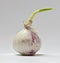 Germinated chinese garlic #2