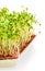 Germinated fresh and raw alfalfa sprouts. Healthy and healthy diet. Close-up