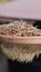 Germinated garbanzo beans put in a colander