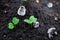 Germinated green radish sprouts in the ground close-up. Growing radishes in spring