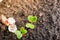 Germinated green radish sprouts in the ground close-up. Growing radishes in spring