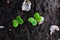 Germinated green radish sprouts in the ground close-up. Growing radishes in spring