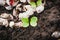 Germinated green radish sprouts in the ground close-up. Growing radishes in spring