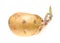 Germinated potato isolated on white background