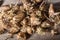 Germinated potatoes on wooden table