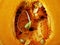 Germinated pumpkin seed inside a pumpkin