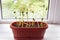 Germinated pumpkin sprouts on a windowsill. Seasonal spring work.