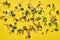 Germinated radish sprouts on yellow background. Healthy food concept. Organic food