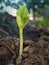 Germinated seed opening with two cotyledons