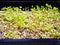 Germinated seeds with fluffy micro roots of arugula close up. Growing microgreens