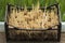 Germinated seeds of potatoes in a box