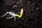 Germinated zucchini seed close-up in the ground, fertile dark soil