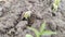 Germinating azadirachta indica  Neem plant from ground