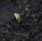 Germinating beans. bean germination in ground