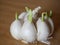 Germinating garlic