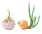 Germinating onion and garlic