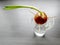 Germinating onion in a transparent plastic glass growing on a window sill with visible roots and green herbs directed towards the