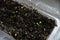 Germinating plants in spring and seedlings