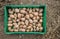 Germinating potato tubes in a green plastic crate on the ground.