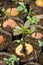 Germinating seed to sprout of avacado in agriculture and plant g