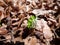 Germinating seedlings beech leaf