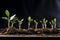 germinating seeds in close-up, on a black background,hydroponic systems for growing plants,the concept of innovation and
