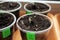 Germinating seeds of tomato in containers with labels. Closeup.