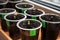 Germinating seeds of tomato and pepper in containers with labels