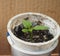 Germinating sprouts of seedlings of peppers. The plants were planted in small plastic pots. Smaller plant.