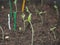 Germinating sprouts of tomato seedlings. Smaller plant.