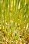 Germinating wheat grain background